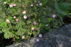Cosmos caudatus